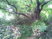 首里の大赤木 2007/06/09 10:17:51