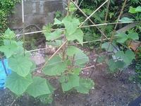 だんだんと 2007/06/10 06:20:01