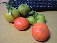 みかん 2007/12/28 18:07:52