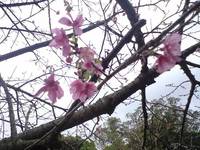 桜に梅に 2007/12/29 10:07:05