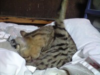 明けましておめでとうございます 2008/01/01 00:09:13