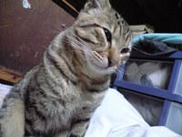 たまちん 2008/01/01 00:18:28
