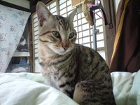 たまっぷ 2008/01/02 15:36:24