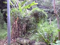 草刈り開始(^-^)/ 2007/12/24 10:27:38