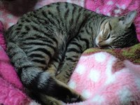 ねるたま 2007/12/24 13:49:14