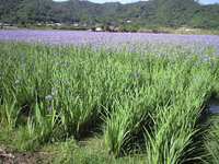 沢山 2008/04/18 09:31:28