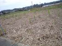 サトウキビの 2008/02/20 16:19:03