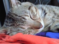 眠たくて 2008/04/18 15:53:33