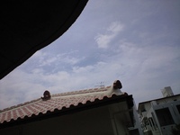 あおぞら〜 2008/04/20 13:00:07