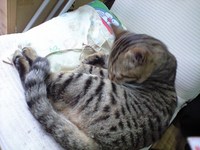 ケヅクロイ 2008/02/22 09:35:05