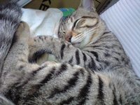 かれは 2008/02/22 11:06:54