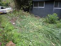 今日の草刈り 2008/04/21 11:38:53