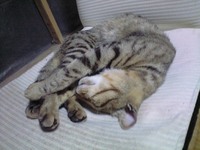 たまっぷは 2008/04/22 20:29:37