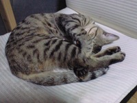 ねむねむ 2008/04/22 21:59:26