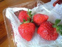 いちごはっ 2008/04/26 15:09:33