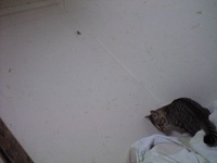 たまっぷが 2008/04/27 22:46:25
