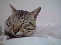 ねてますっ 2008/04/27 22:55:12