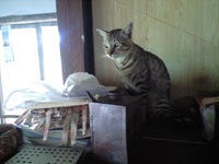 たま 2008/04/29 09:30:35