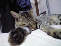 肉球 2007/11/17 19:41:43