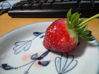 食べごろいちごっ 2008/04/29 17:46:21