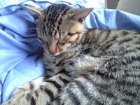 にゃんたま 2007/11/20 14:37:32