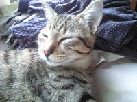 たまと 2007/11/21 13:17:59