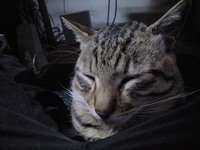 たまちん 2008/02/26 17:45:18