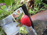 いちごが 2008/05/01 09:36:18