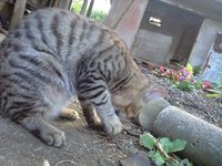 たまが 2007/11/23 07:54:41