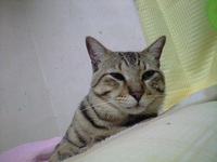 寝るそうです 2008/05/01 22:15:42