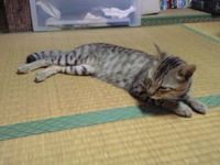 のびねこ 2008/05/02 22:03:09