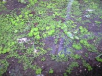 雨のくさ 2007/11/27 08:54:15