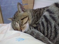 ネムいこは 2007/11/28 07:54:52