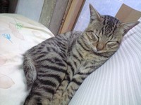 なぜか 2007/11/28 09:11:54