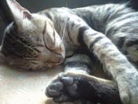 ねむねむたまっぷ 2008/06/11 08:08:24