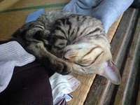 洗濯物に 2008/06/12 08:44:10
