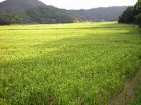 田園ふうけい 2008/06/15 07:02:03