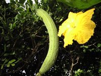 なーべーらみっけ 2008/06/15 07:03:27