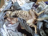 きょうのたまっぷ 2008/06/17 09:25:56
