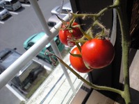 トマト 2008/06/18 15:03:28