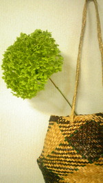 masumi