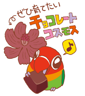 コスモス