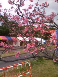桜満開!! 2008/01/19 10:18:17