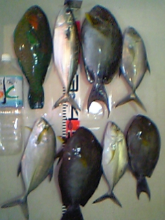 数釣り