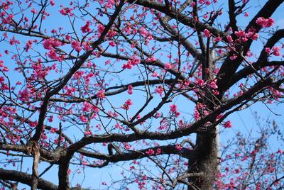 桜日和&海だー