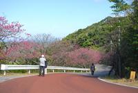 桜日和&海だー