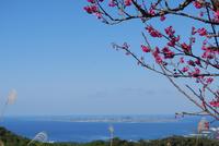 桜日和&海だー