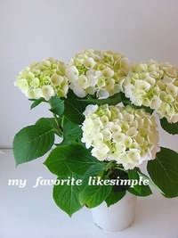 懲りずに・・・ 2008/04/02 23:32:40