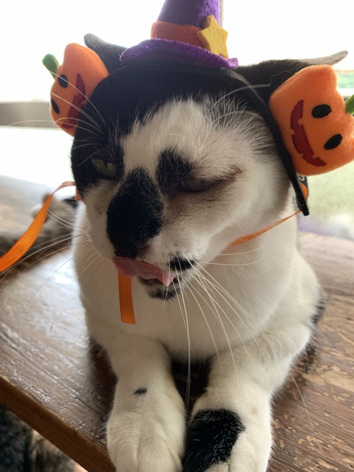 happyハロウィン happyハロウィン