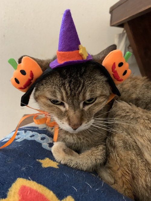 happyハロウィン happyハロウィン